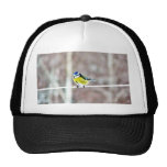 Tit azul en cuerda para tender la ropa gorras