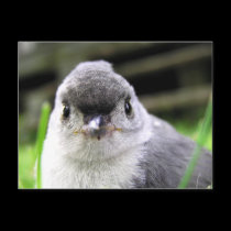 Tit Mouse Postcard