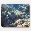 Titan Triggerfish on the Great Barrier Reef mousepads by tmandesigns Titan Triggerfish on the Great Barrier Reef mousepads