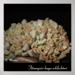 Titanopsis hugo-schlech... print