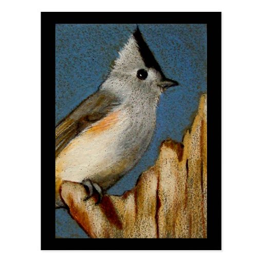 TITMOUSE COPETUDO EN LÁPIZ DEL COLOR TARJETAS POSTALES