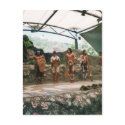 Tjabukai postcards