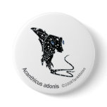 TM-09-Acanthicus adonis Pinback Buttons