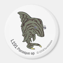 TM-13-L191 Panaque sp Fridge Magnets