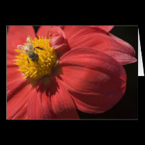 To bee or not to bee greeting card cards