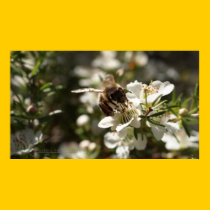 'To Bee Or Not To Bee' - What Was The Question? posters