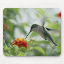To Catch A Hummingbird Mousepad by bwmedia To Catch A Hummingbird Mousepad