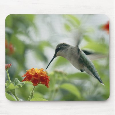 To Catch A Hummingbird Mousepad by bwmedia