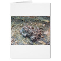 toad 2 cards by pinkypetals toad 2 cards