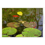 Toad and fish greeting card