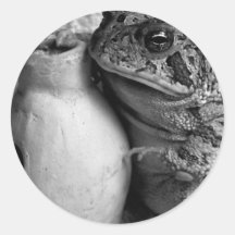 Toad frog holding udu percussion photograph sticker