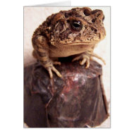 Toad frog on hand hammered copper cup photo card