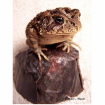Toad frog on hand hammered copper cup photo photo cutouts