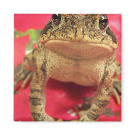 Toad frog standing up against bougainvillea back magnet