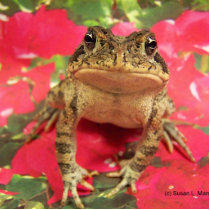 Toad frog standing up against bougainvillea back photo cut out