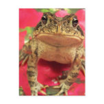 Toad frog standing up against bougainvillea back postcards