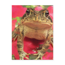 Toad frog standing up against bougainvillea back postcards