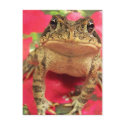 Toad frog standing up against bougainvillea back postcards