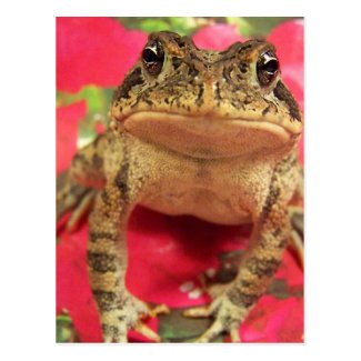 Toad frog standing up against bougainvillea back postcards
