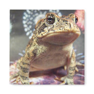 Toad frog standing up against firework background magnet