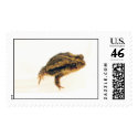 Toad in Austin postage by ytima1 Toad in Austin postage