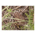 Toad in Camouflage posters by SafireLady Toad in Camouflage posters