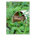 Toad in the Hole cards by CHOLOEPUS Toad in the Hole cards