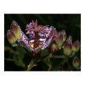 Toad Lily posters