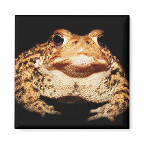 toad magnets