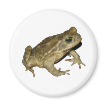 Toad magnets by Nushka Toad magnets