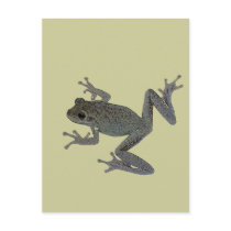 Toad Pet postcards