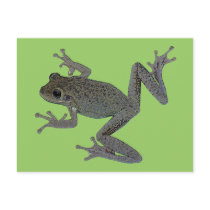 Toad Pet postcards