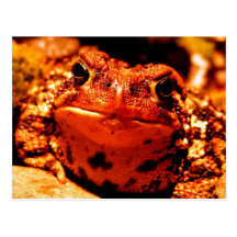 Toad Post Cards