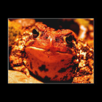 Toad postcards