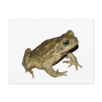 Toad postcards by Nushka Toad postcards