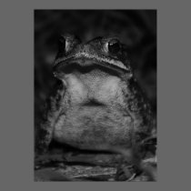 toad posters
