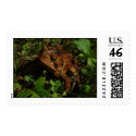 Toad Stamp