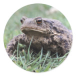 Toad sticker