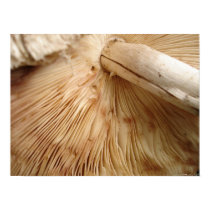 Toad Stool Detail Poster posters