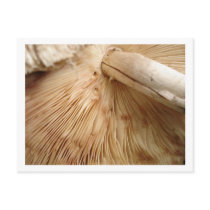 Toad Stool Postcard by segrid Toad Stool Postcard