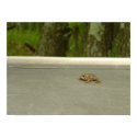 Toad Time posters by skipt1 Toad Time posters