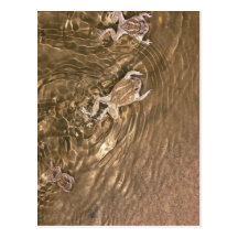 Toads swimming at night post cards