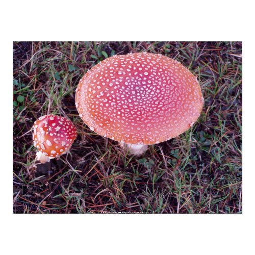 Toadstool #12 print