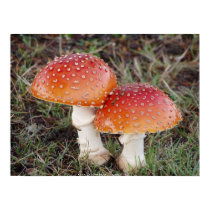 Toadstool #13 posters