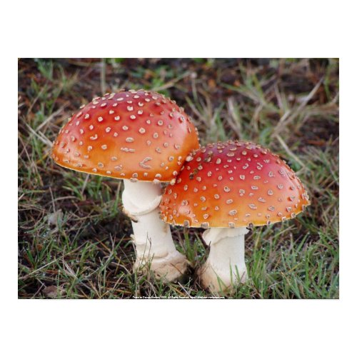Toadstool #13 print