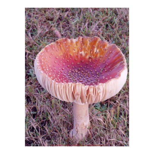 Toadstool #4 print