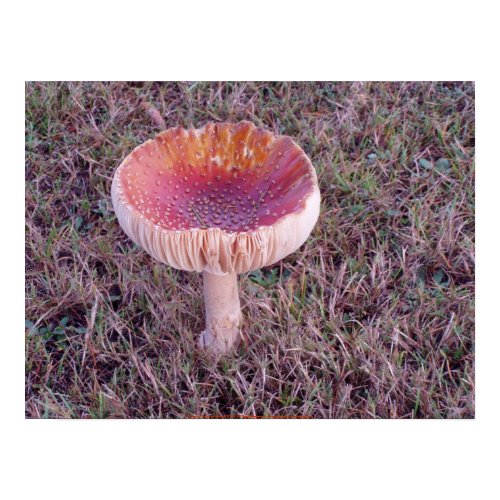 Toadstool #5 print
