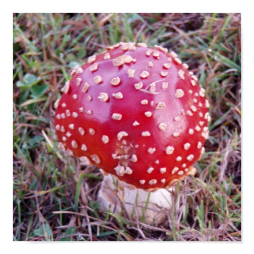Toadstool #6 print