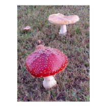 Toadstool #7 posters