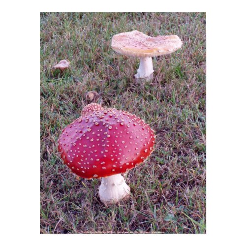 Toadstool #7 print